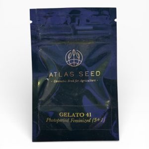ATLAS SEED Strain: Gelato 41 (5+1 Feminized Seeds)
